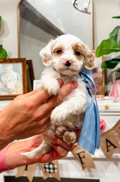 Micro Goldendoodle Boy $1,000