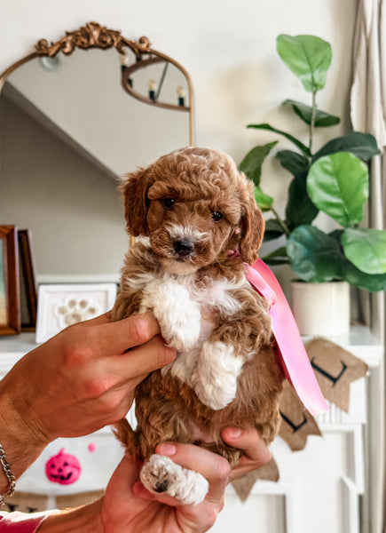 Micro Goldendoodle Girl $2,000