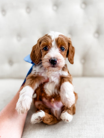 Micro/Mini Goldendoodle Boy $2500