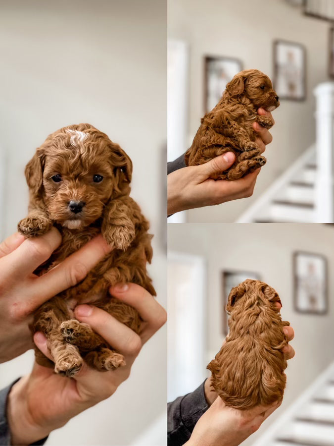 Micro Goldendoodle Girl $2000