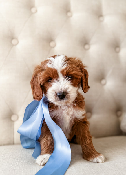 Micro Goldendoodle Boy $2,500
