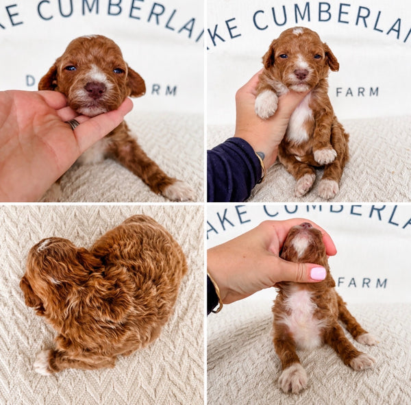 Micro Goldendoodle Girl $2,500