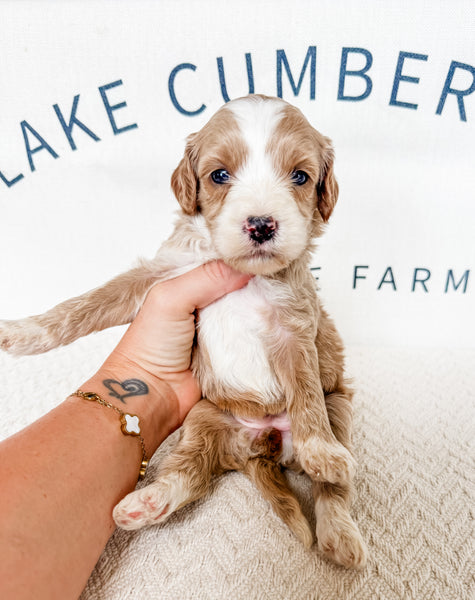 Micro Goldendoodle Girl $2,250