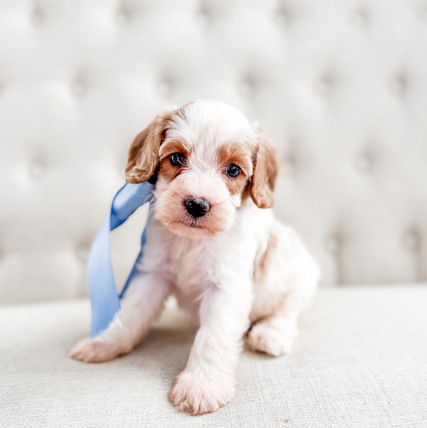 Micro/Mini Goldendoodle Boy $1200