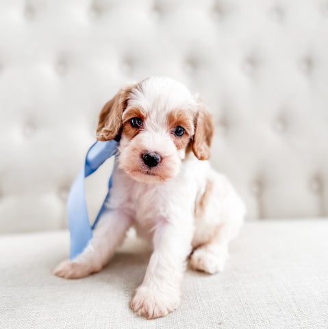 Micro/Mini Goldendoodle Boy $1200