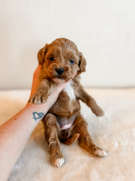 Cavapoo Girl $2,250