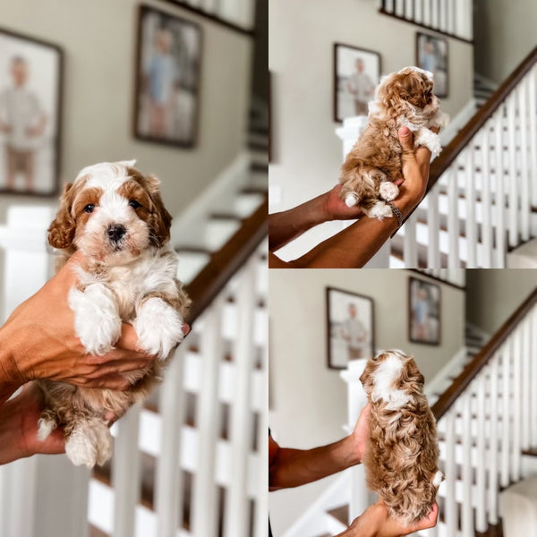 Mini Goldendoodle Boy $2500