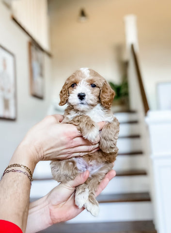Mini Goldendoodle Boy $2250