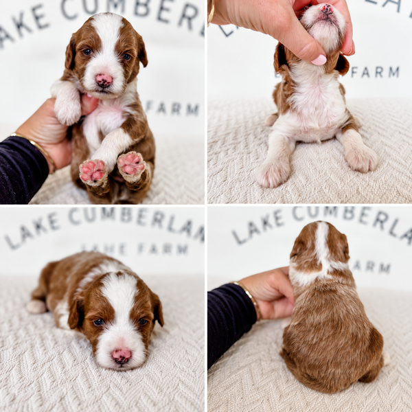 Micro Goldendoodle Boy $3,000