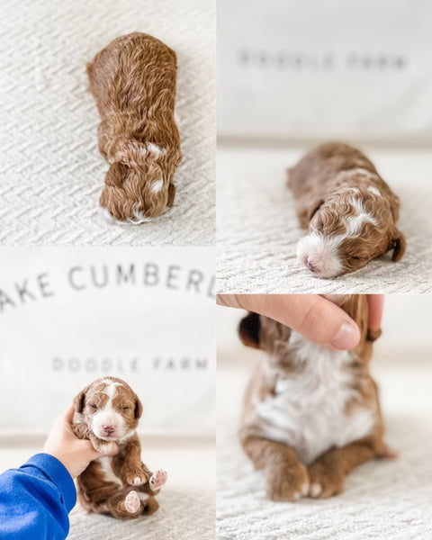 Micro Goldendoodle Girl $2000