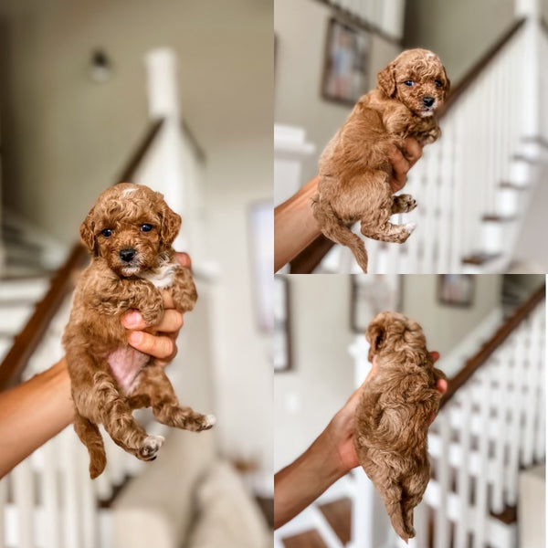 Toy Cavapoo Girl $2,000- Remainder