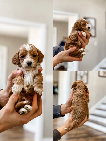 Mini Goldendoodle Boy $2500