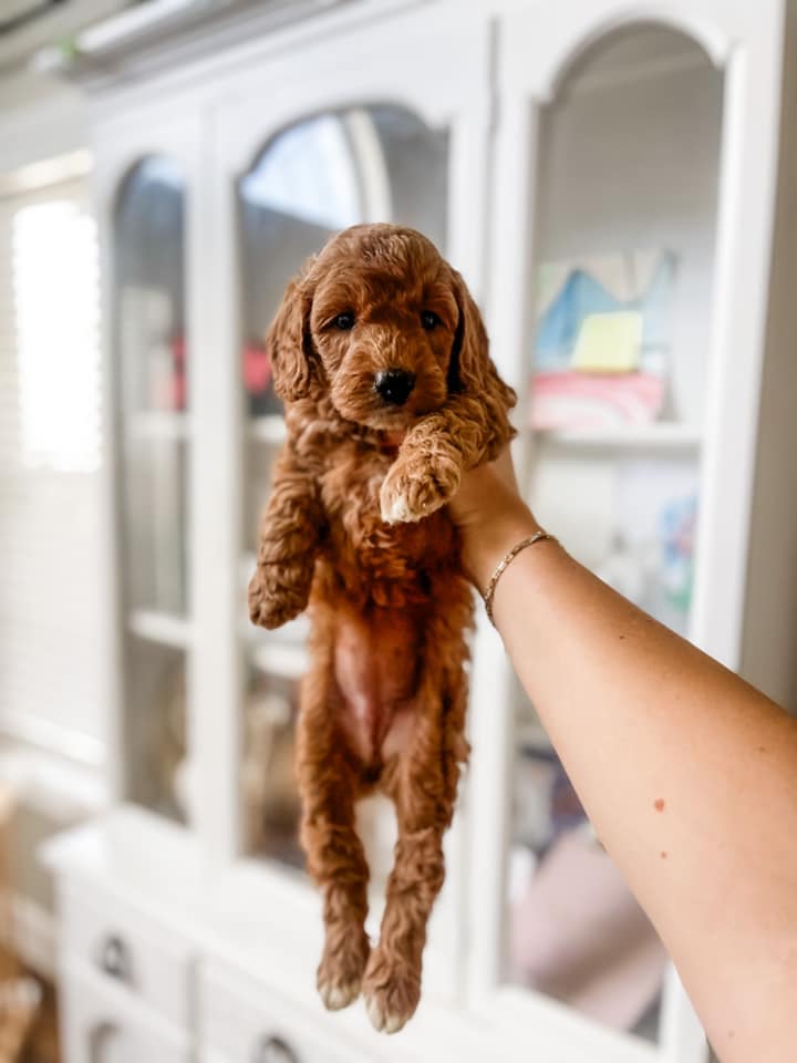Puppies Red Mini Goldendoodle Full Grown Micro/Mini