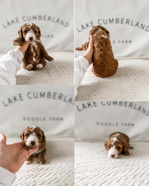 Micro Goldendoodle Girl $2000