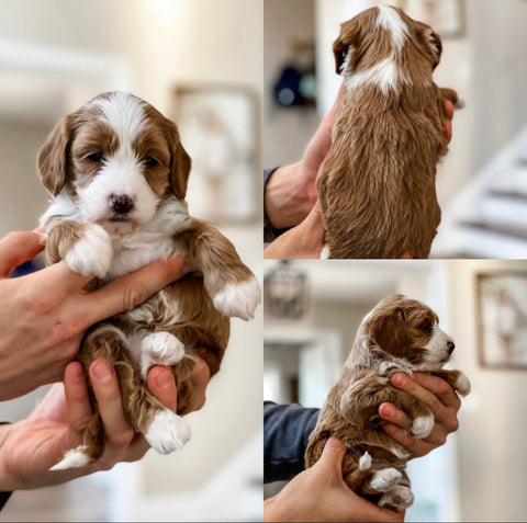 Micro Goldendoodle Girl $2500