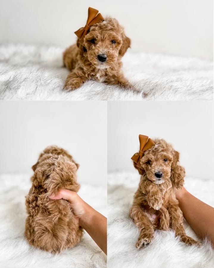 Micro/Mini Goldendoodle Girl $1,500