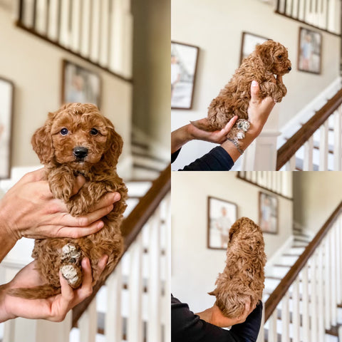 Mini Goldendoodle Boy $1250
