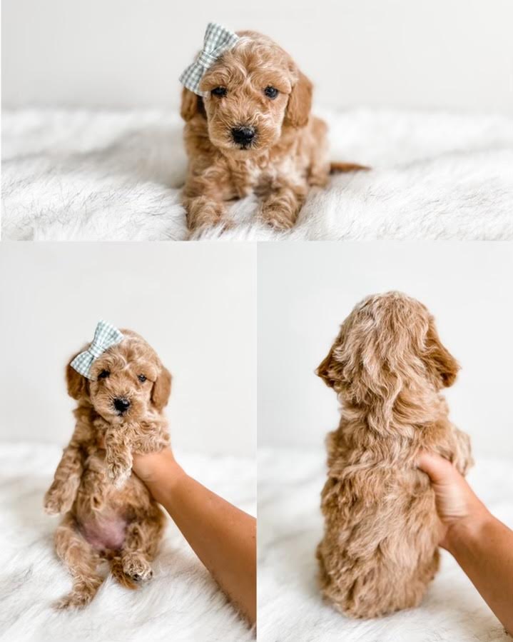 Micro/Mini Goldendoodle Girl $1,350