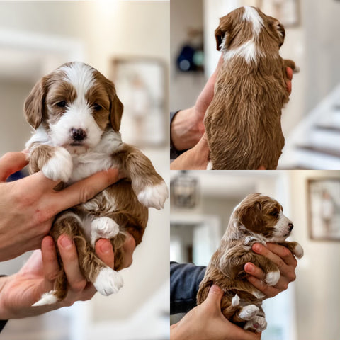 Micro/Mini Goldendoodle Girl $2500