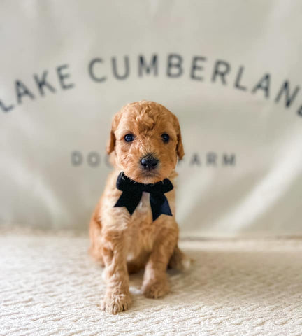 Mini Goldendoodle Boy $1200