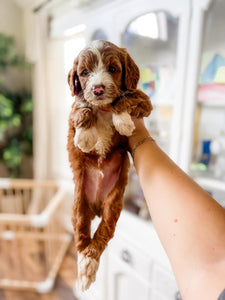 Mini Goldendoodle Boy $1,750