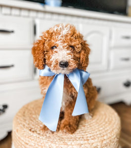 Micro Goldendoodle Boy $1,500