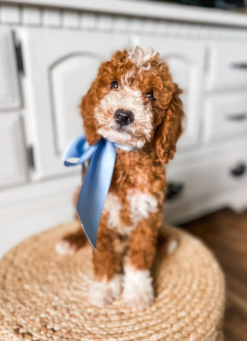 Micro Goldendoodle Boy $1,750
