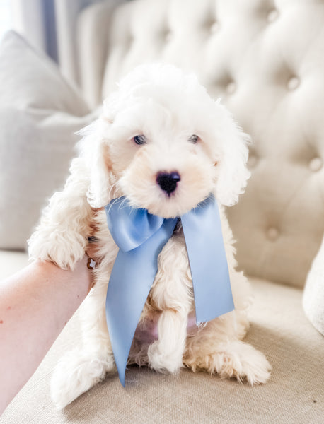 Micro Goldendoodle Boy $1,200