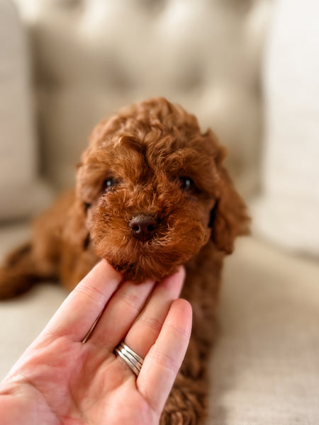 Micro F1BB Cavapoo Boy $3,000