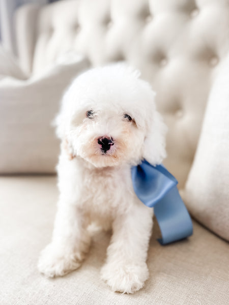 Micro Goldendoodle Boy $1,200
