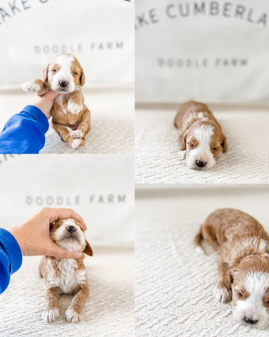 Micro Goldendoodle Girl $2750 Remainder