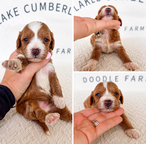 Micro Goldendoodle Boy $2,500
