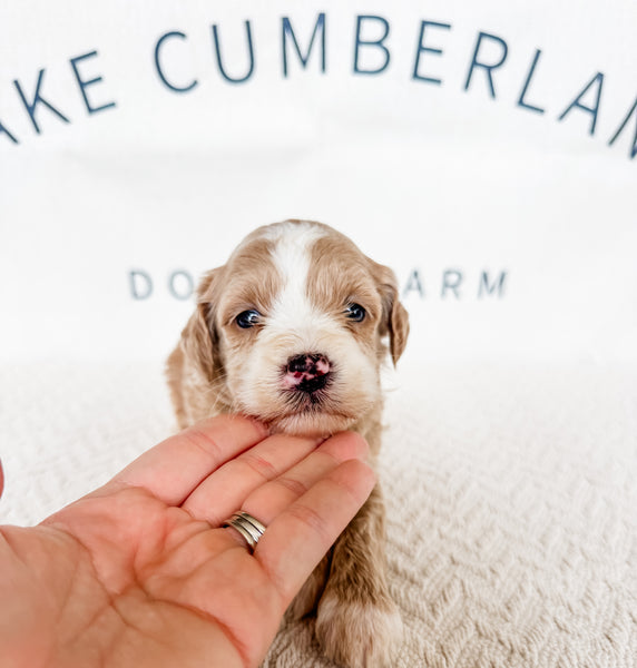 Micro Goldendoodle Girl $2,000