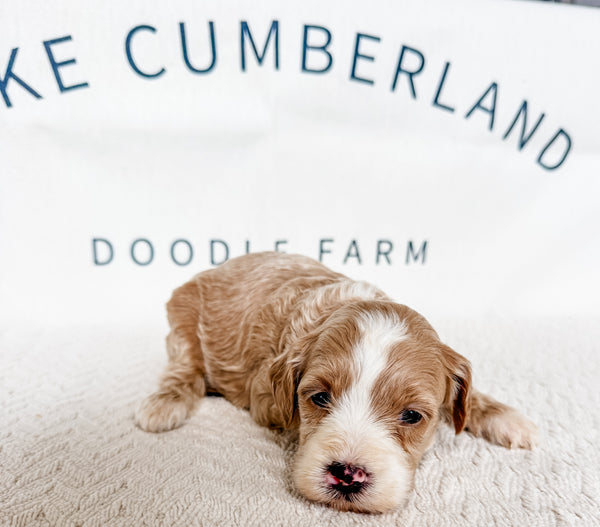 Micro Goldendoodle Girl $2,000