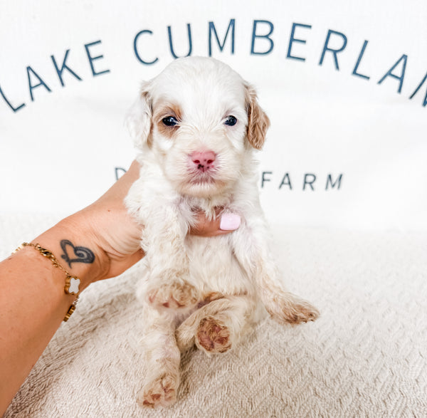 Micro Goldendoodle Boy $1,000