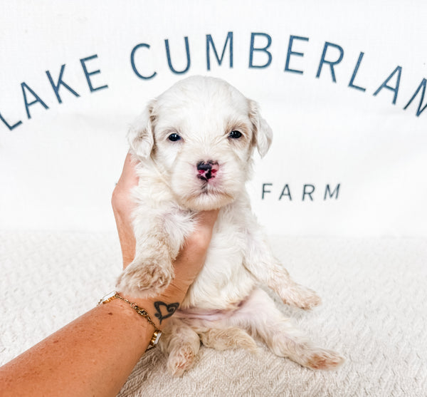 Micro Goldendoodle Boy $1,000