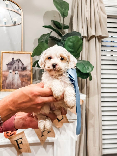 Micro Goldendoodle Boy $1,000
