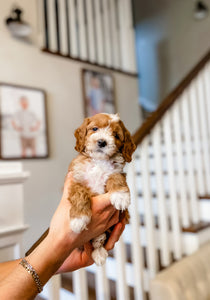 Mini Goldendoodle Boy $2500