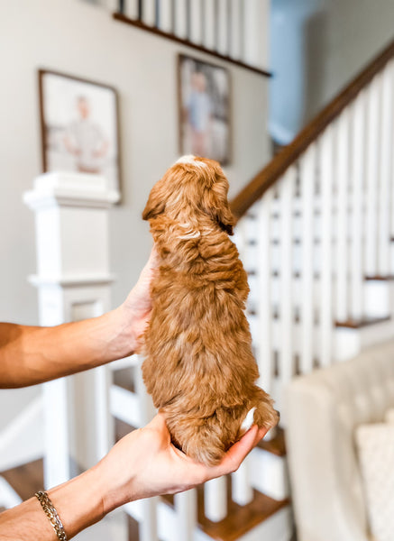 Mini Goldendoodle Boy $2500