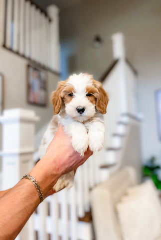 Mini Goldendoodle Boy $1500