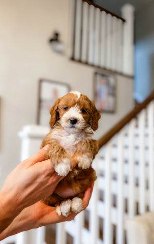 Mini Goldendoodle Girl $2500