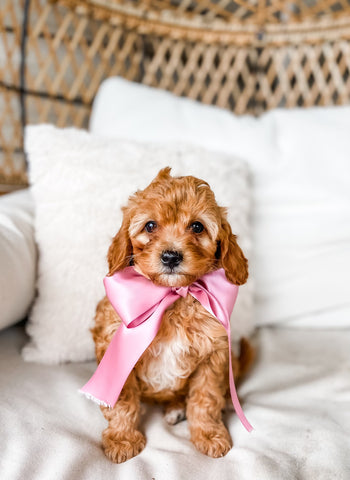 Micro Goldendoodle Girl $1500