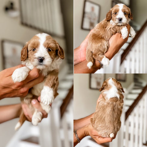 Mini Goldendoodle Boy $2500 -$1500 financing