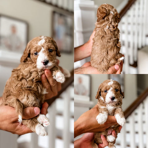 Micro/Mini Goldendoodle Girl $2,000