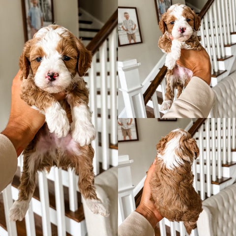 Micro/Mini Goldendoodle Boy $2,500