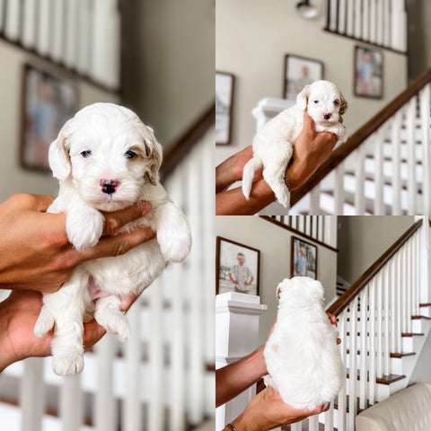 Micro/Mini Goldendoodle Girl $1,000