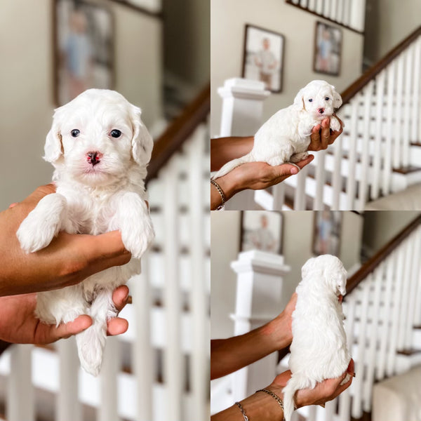 Micro/Mini Goldendoodle Girl $1,000