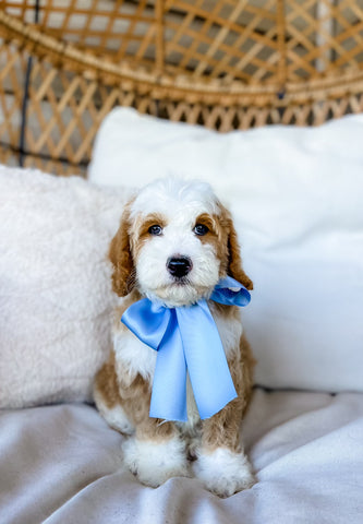 Mini Goldendoodle Boy $2750
