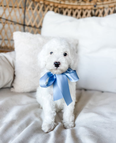 Micro/Mini Goldendoodle Boy $1,000