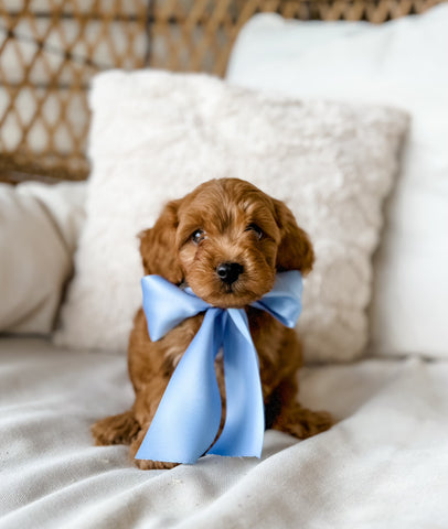 Toy Cavapoo Boy $1,500